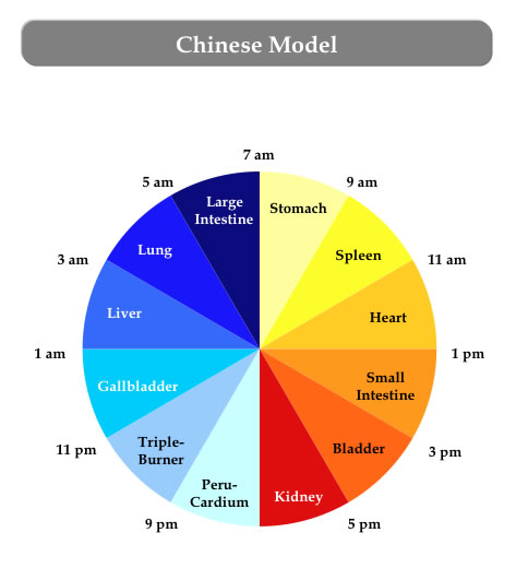 ceasul chinezesc al corpului uman 2